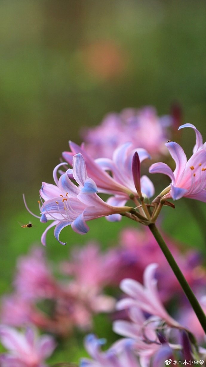 换锦花,自带"水彩"画风的花儿