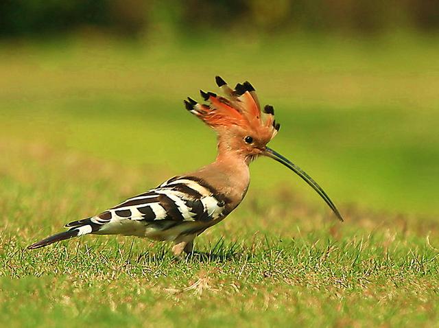 这种鸟的学名叫戴胜,是戴胜科戴胜属的鸟类 ,又名胡哱哱,臊包子,山