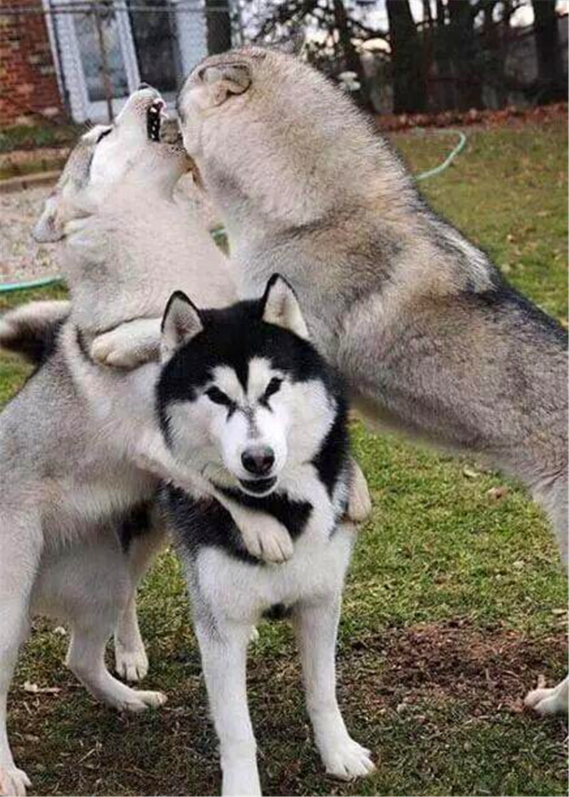 二哈给两个狗子拉架,结果两只狗子亲在了一起,二哈看的哭笑不得