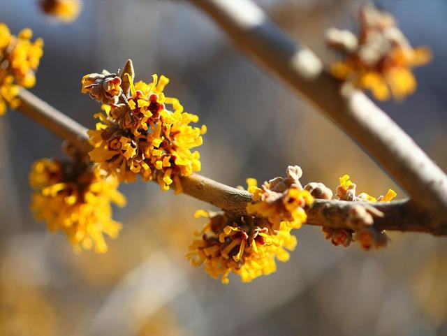 金缕梅比较常见的病虫害,以及正确的养护方法,新手了解下