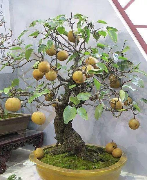 一个碗大的花盆也能种出苹果树别说看着还挺诱人的