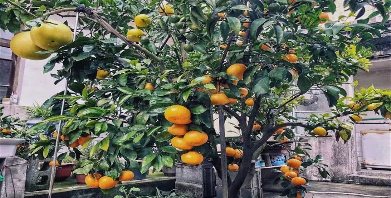 全球最“神奇”的果树,一棵树上结40种水果,现在只有这么一棵|果树|水果|一棵树_新浪新闻