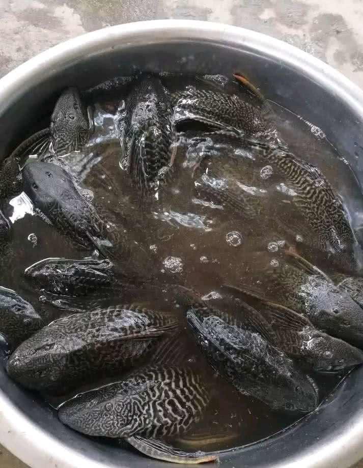 着这片水域里面几乎没有其他种类的鱼,另外一方面呢清道夫不仅吃垃圾