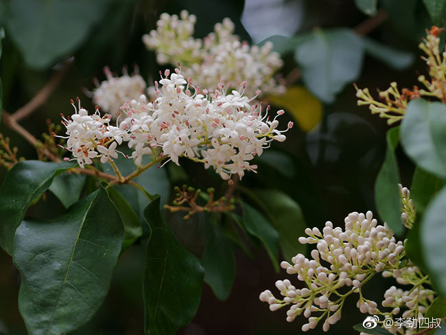 小蜡别名黄心柳水黄杨千张树拉丁文名