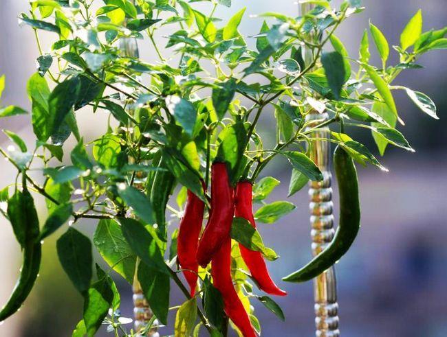 掉落在地的辣椒