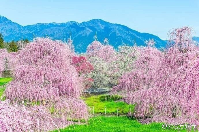 日本三重县铃鹿市森林庭园的垂枝梅,宛如仙境