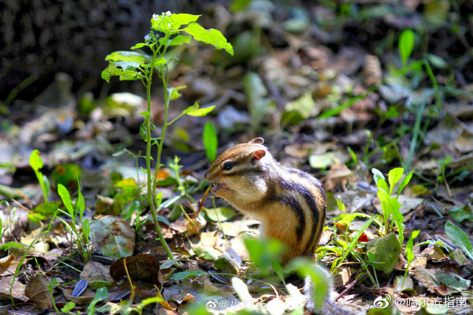 太阳岛上松鼠岛,应该是小孩子们最喜欢去的地方~ ( @小灯长)
