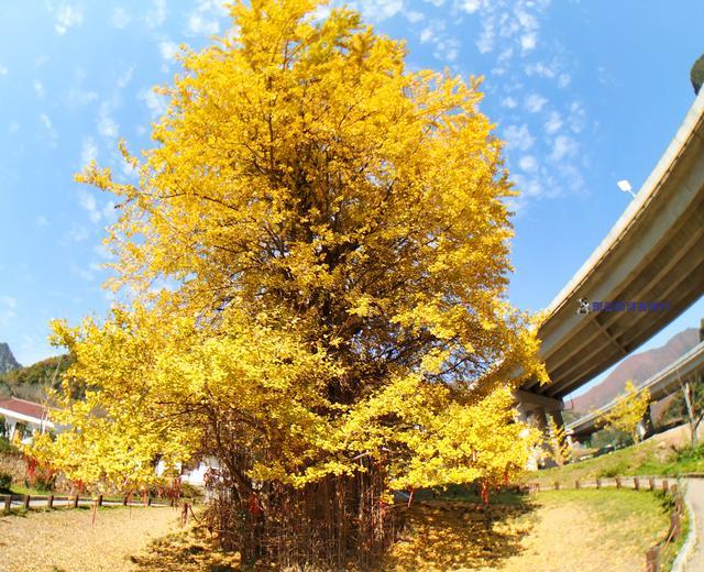 中国最美银杏树图片