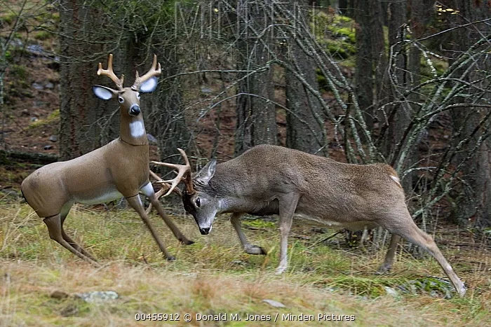 小鹿乱撞?会要命的!