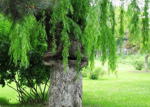 而到晚上没有阳光照射的时候,不会产生电流   据推测,电树带电是因为