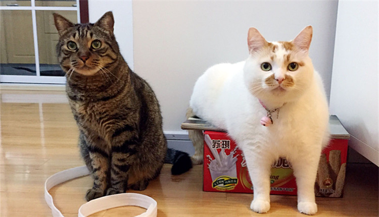 表情包|猫|瓜皮_新浪网