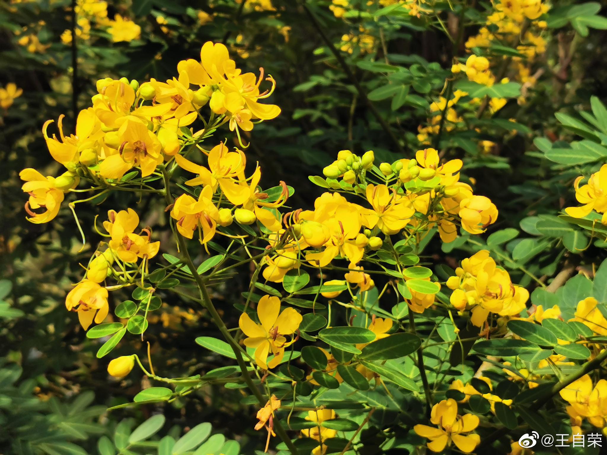 刚才我也在放无人机路边遇到双夹决明