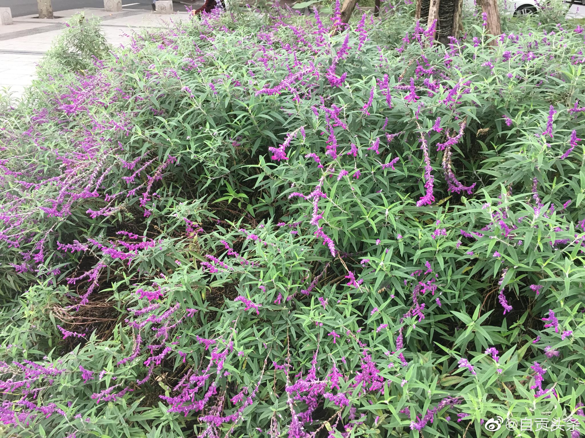 路边一丛紫色花 不知道名字 却异常好看 话说 路边一丛紫色花 不知道名字 却异常好看 话说
