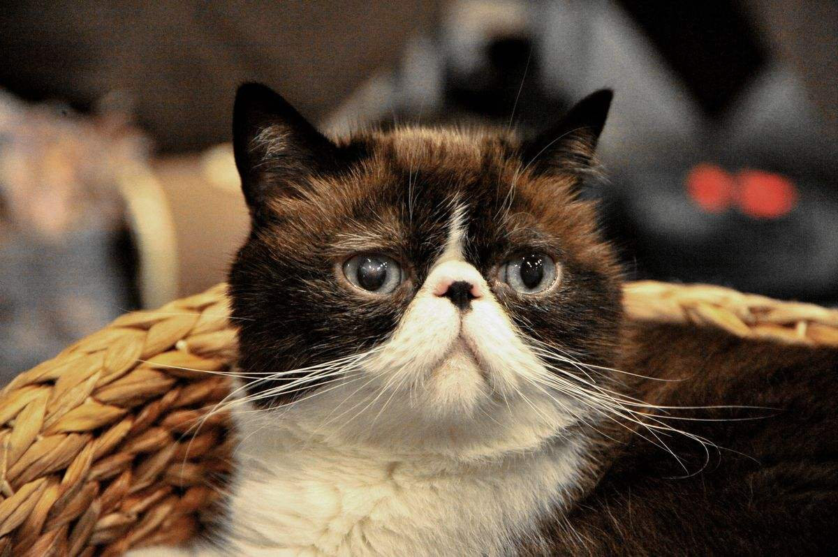 不光人类,猫咪到了老年也可能会患上认知功能障碍,俗称老年痴呆