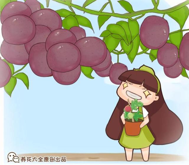 百香果无花果自己在家就能种1根枝结3斤果