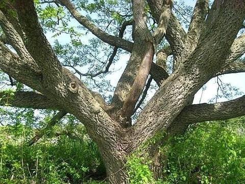 青冈树都有哪些作用?在农村是怎么用的?看完涨知识!|青冈树|橡子|农村_新浪新闻