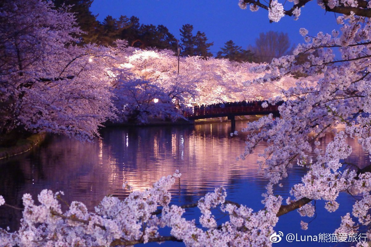 赏樱何必去日本，太湖鼋头渚夜樱美如画