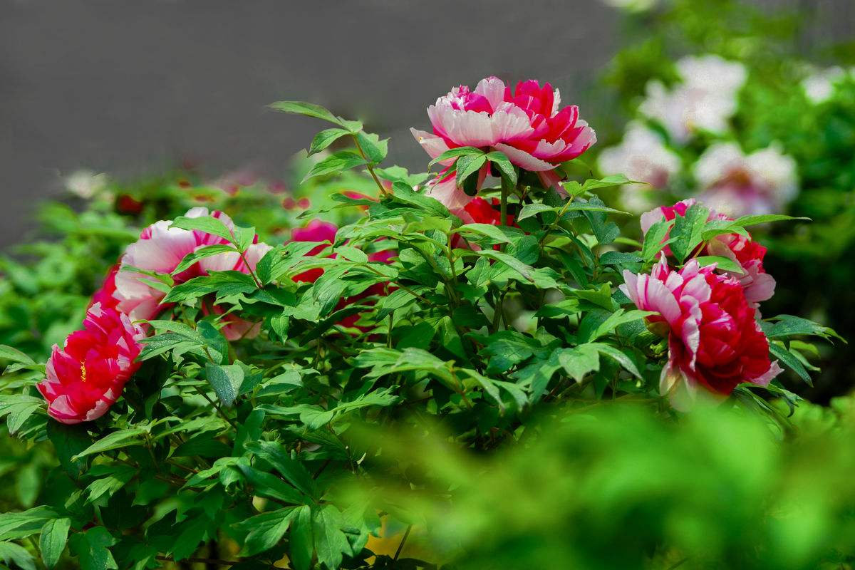 "曹州牡丹甲天下,国色天香冠群芳"