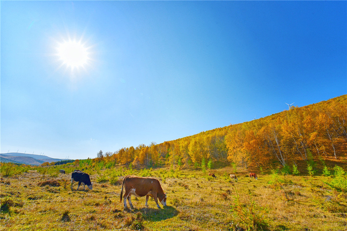 河北最美的秋天在这个地方,诗情画意,不交门票也能欣赏绝美风景
