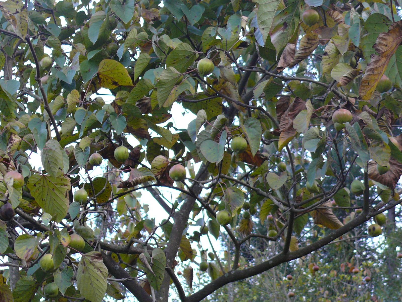 果实也不能吃,但农民却称它为"致富树"|木材|油桐树|果实_新浪新闻