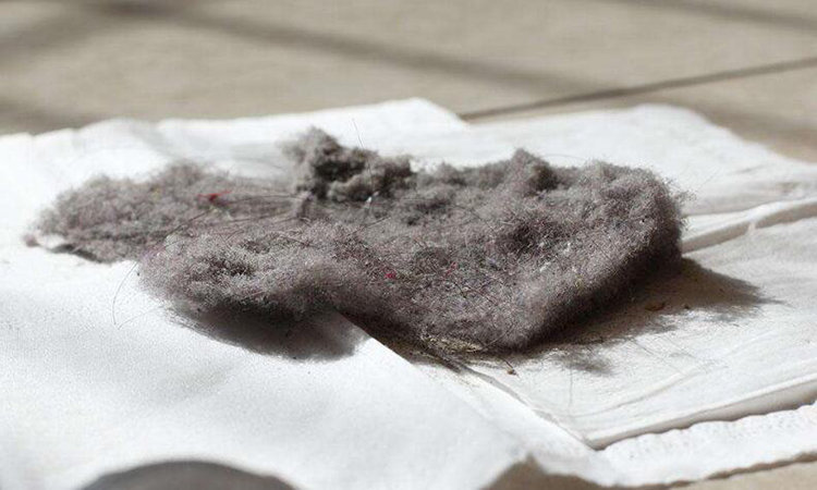 的毛发,死皮,灰尘,碎屑,蜘蛛网,还有衣服被褥等掉落下来的絮状物等等