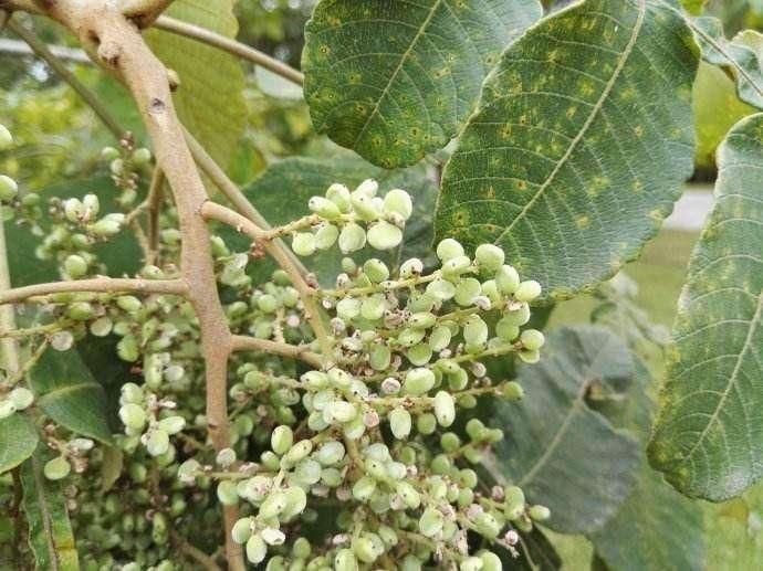 农村这种树结的果,表面自带"盐霜",现在村里也不常见了