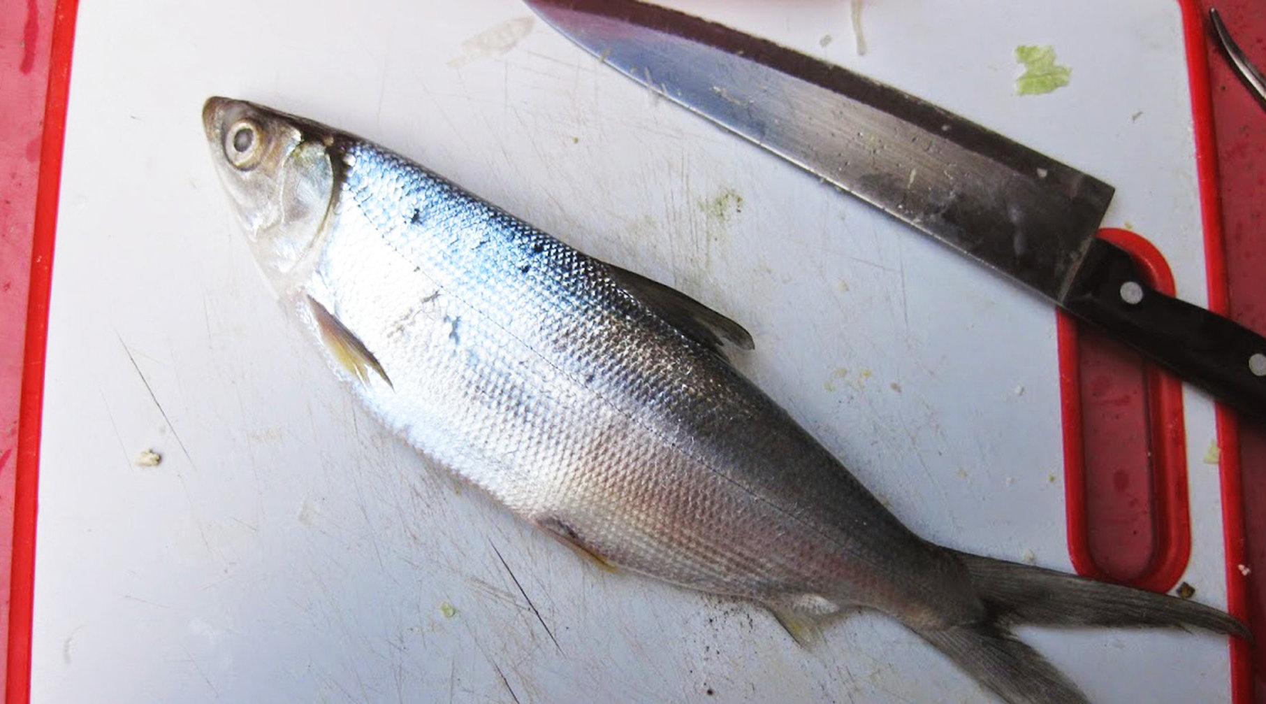 俗名国姓鱼,海草鱼,在大陆地区又叫"状元鱼"