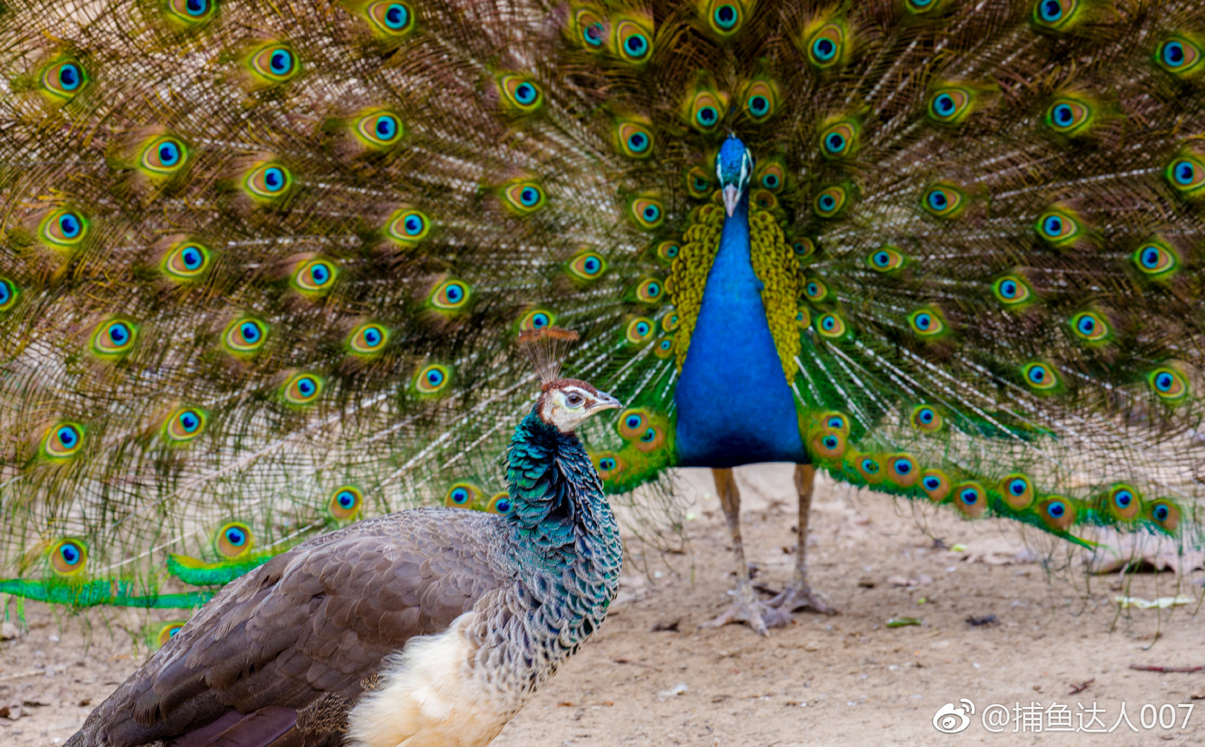 孔雀开屏济南动物园新浪山东浪部落济南市旅游发展委员会