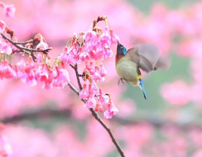 有时三点两点雨 到处十枝五枝花