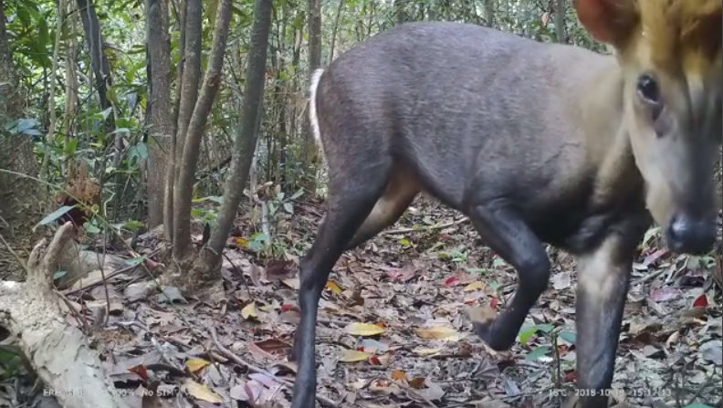 黑麂胆子小,想拍到它,真难|野生动物|黑麂|麂_新浪新闻