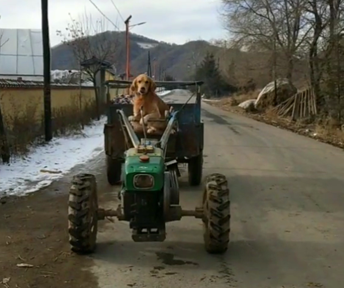 金毛开手扶拖拉机,车声隆隆吓跑小朋友,金毛:叫我全能狗