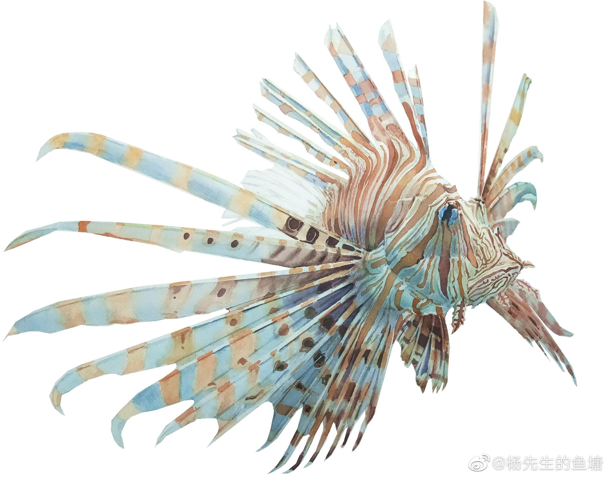 作者杨先生的鱼塘海洋生物狮子鱼