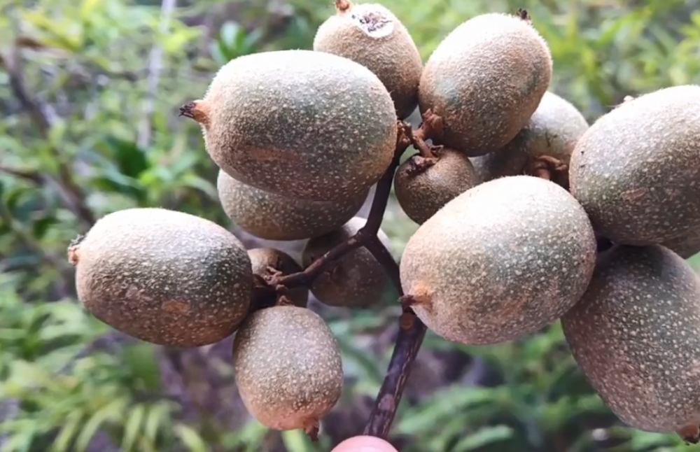 农村大叔上山摘一种野果,个头小但味道甜,在水果店都是论颗卖的