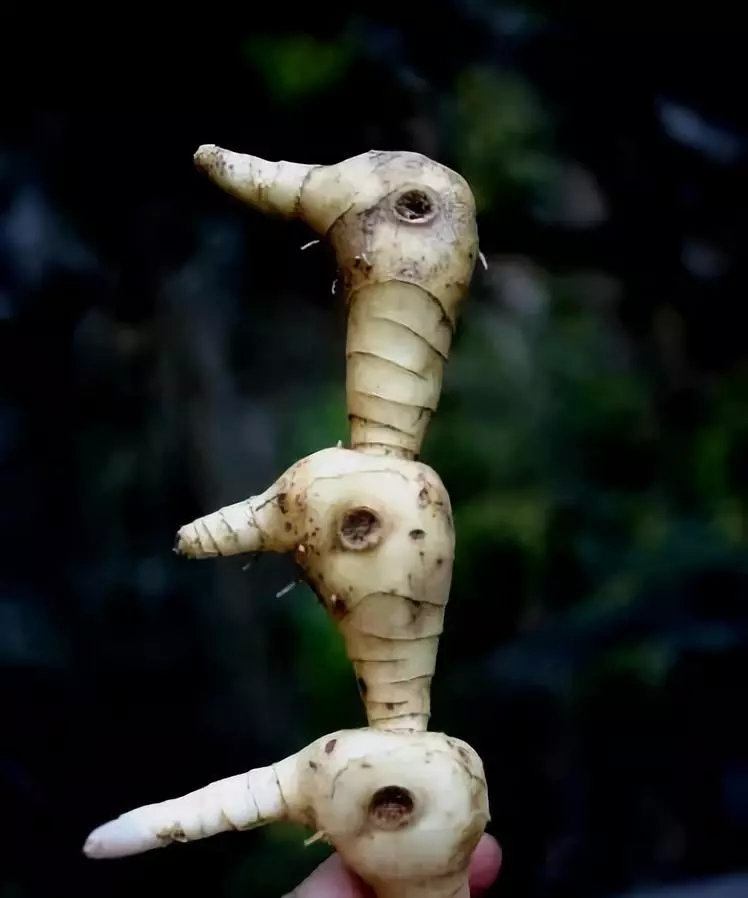 鸡头黄精黄精多被用于治疗脾胃虚弱,阴虚肺燥,干咳少痰,须发早白,精血