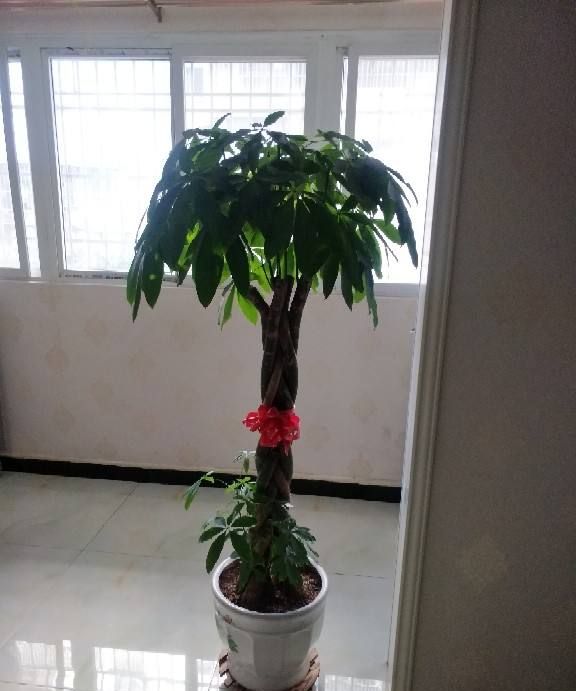 在这两个地方摆上合适的花卉,有招财进宝,富贵满堂的好意头.