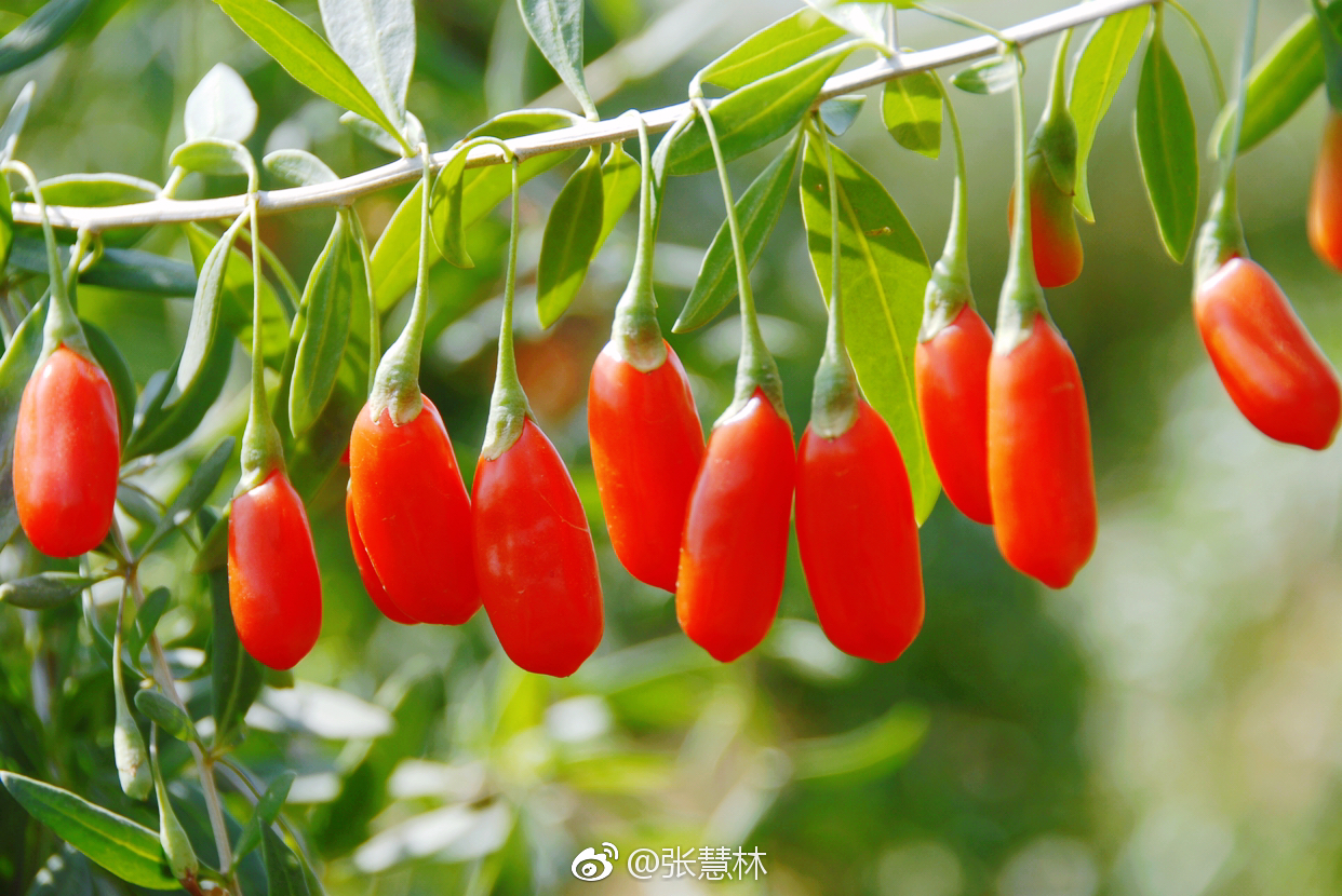 构杞的功效与用法？