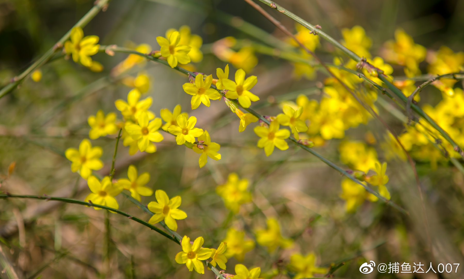 迎春花---环城公园@济南市文化和旅游局 @中国摄影师联盟