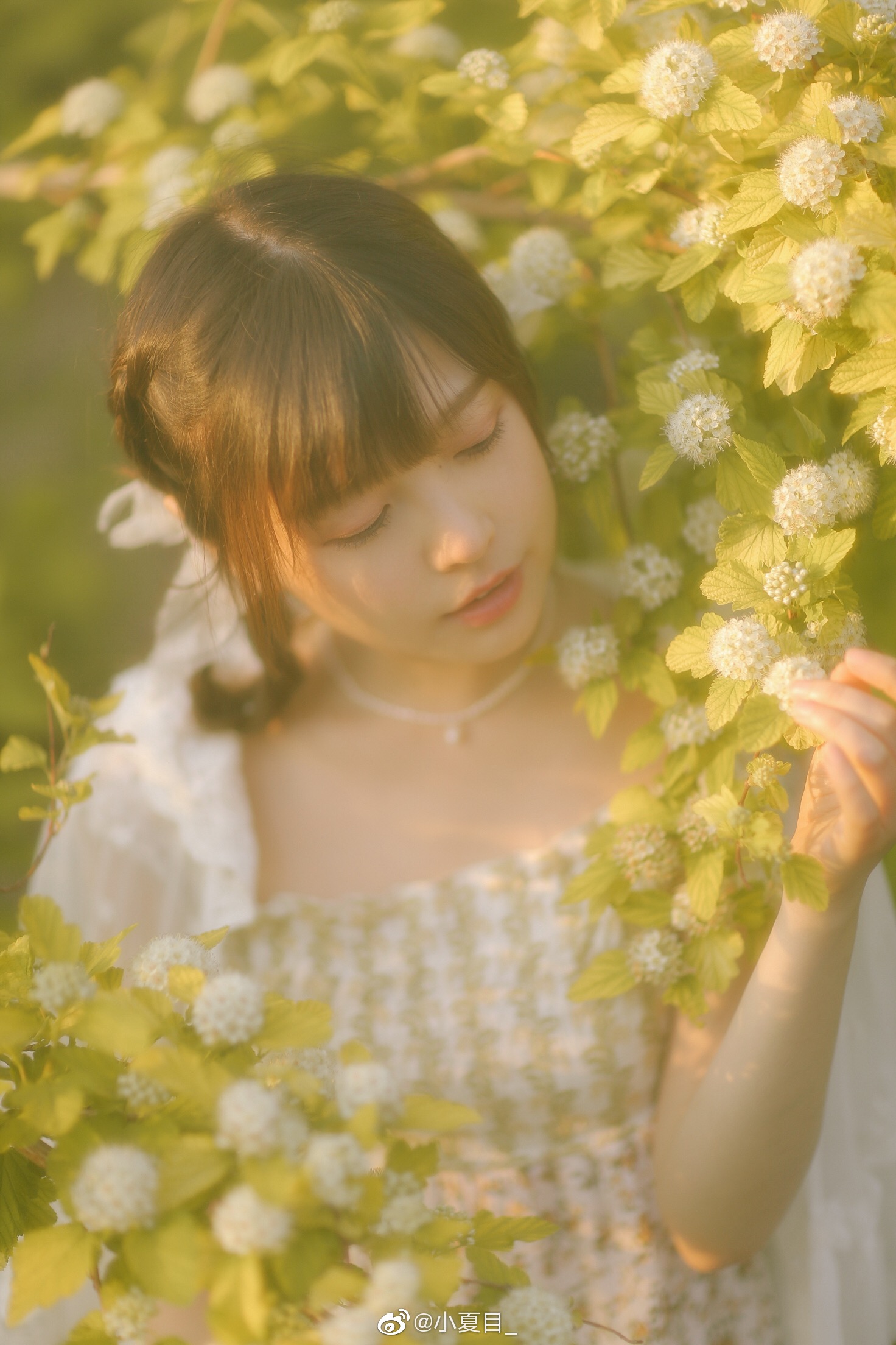 临夏之花 出镜 钟曼菲 Zmf 小夏目