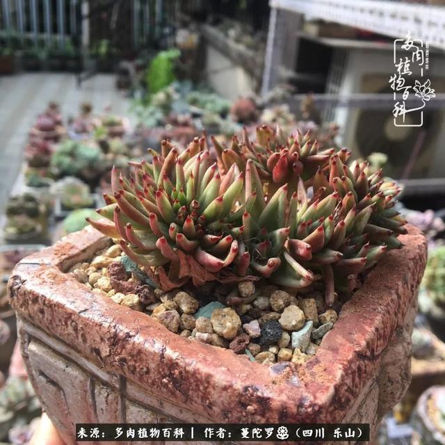 机,两次化水又晒伤的红颜蜜语20块钱捡漏的东云群还是捡漏的东云群,有