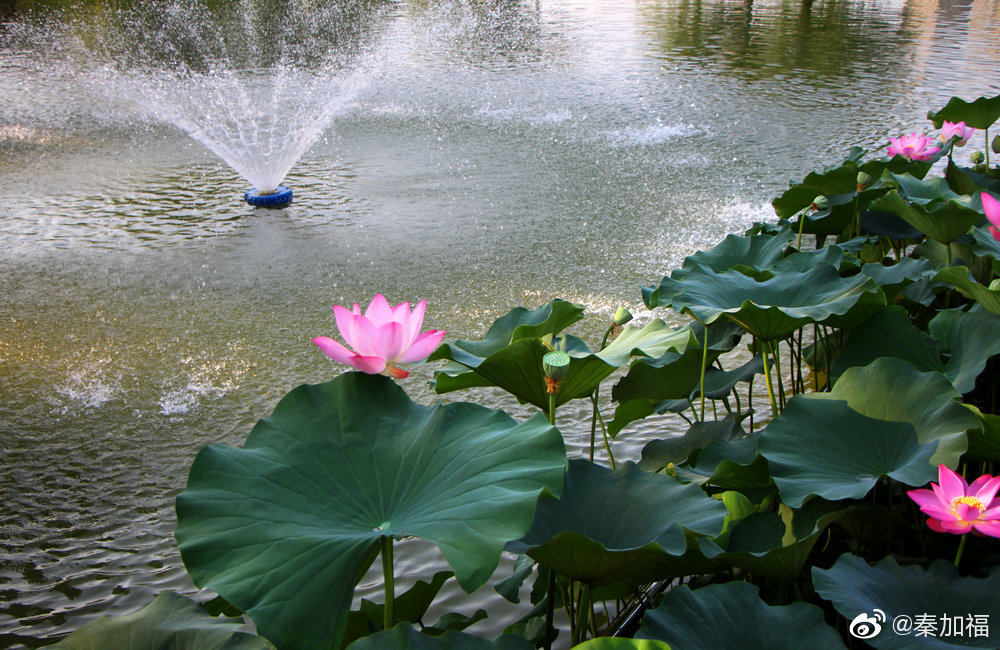 夏季荷趣,动静结合,让作品产生梦幻般的感觉