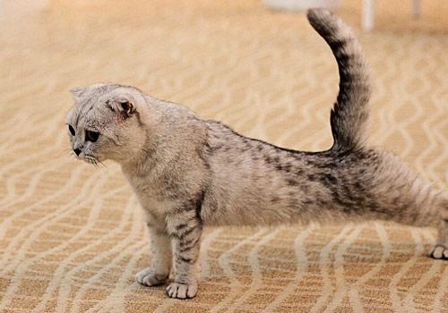 想知道猫主子在想什么, 看它的尾巴就知道, 小动作暴露它的小情绪