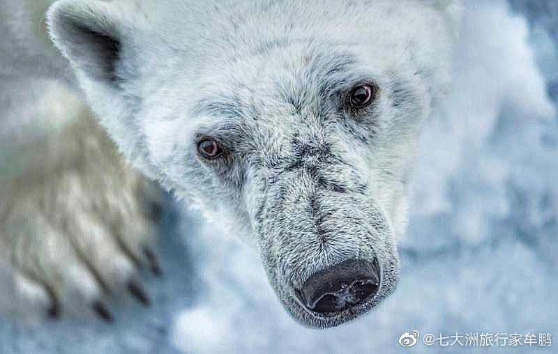 凶狠的北极之王北极熊