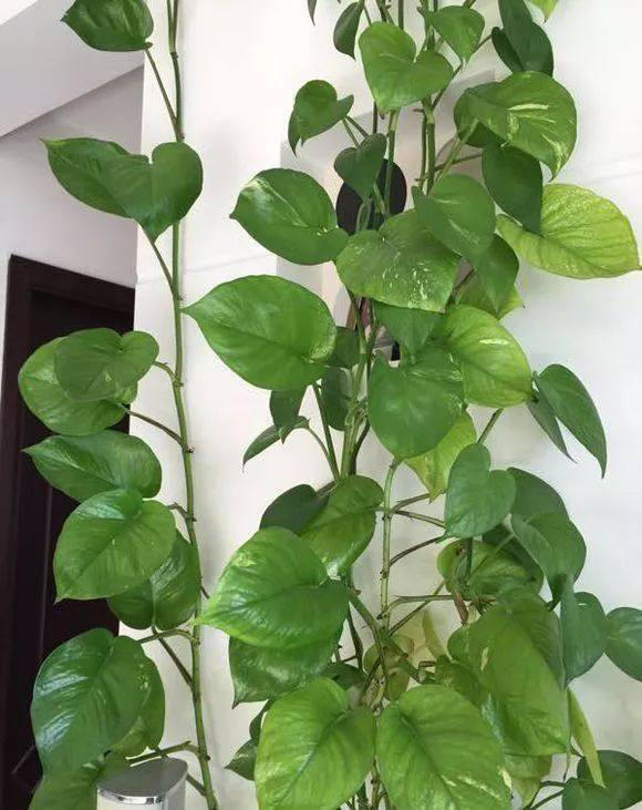 绿萝养护注意这2点不黄叶烂根随便养养都爬满墙
