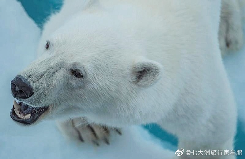 凶狠的北极之王———北极熊