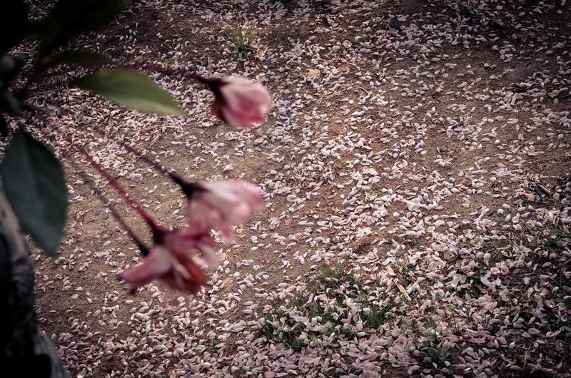 伤春悲秋最诗意的表达,这才是美得让人窒息的宋词