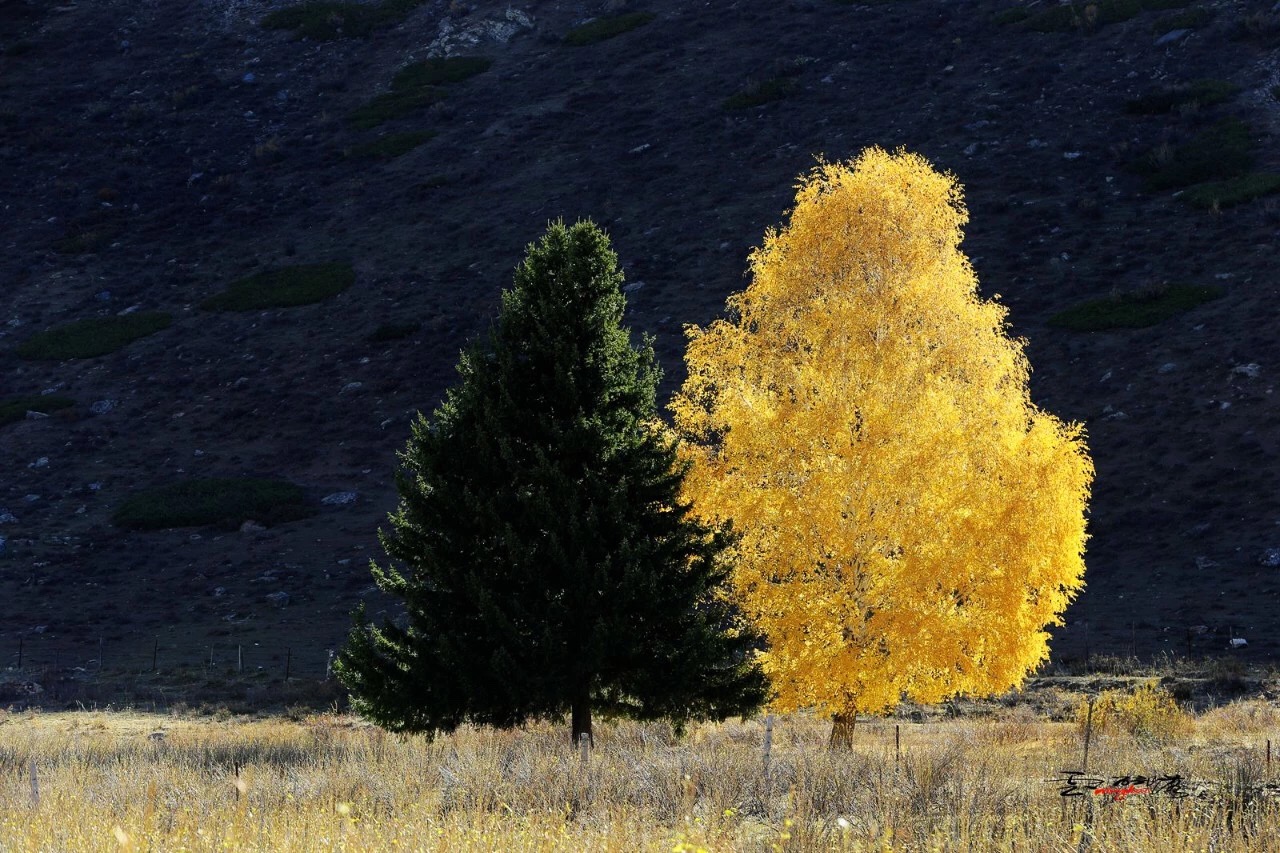 治愈系图片——浪漫的可可托海夫妻树.