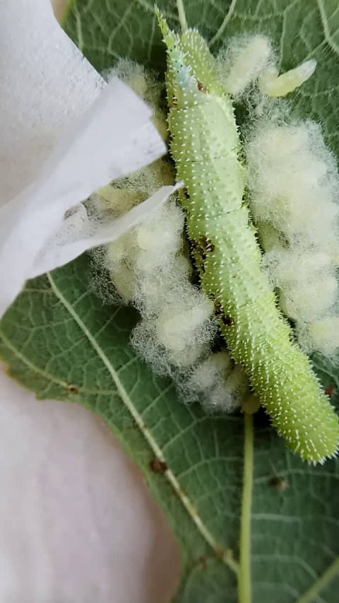 构月天蛾幼虫,才采回来第二天就发现被小茧蜂寄生了,可惜了