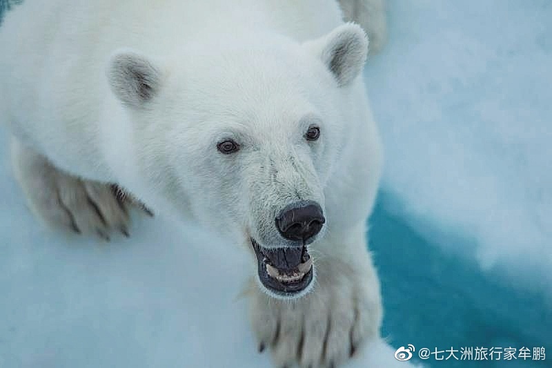 什么是白灵熊，它们真的存在吗？...