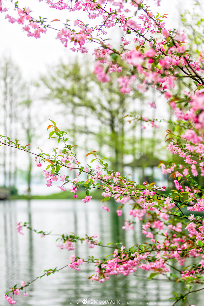 海棠吹落胭脂雨一枕春梦意未尽相片于春色西湖畔的海棠树下