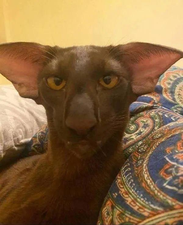 这是什么丑绝人寰的小宝贝!